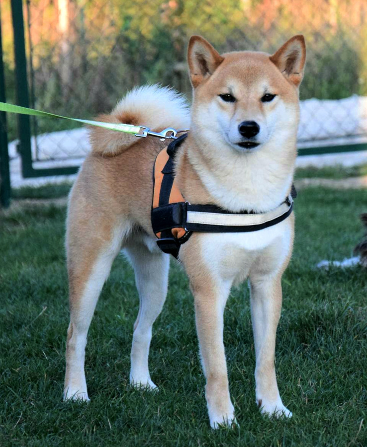 Shiba Inu (Rubrum Solem Kennel)