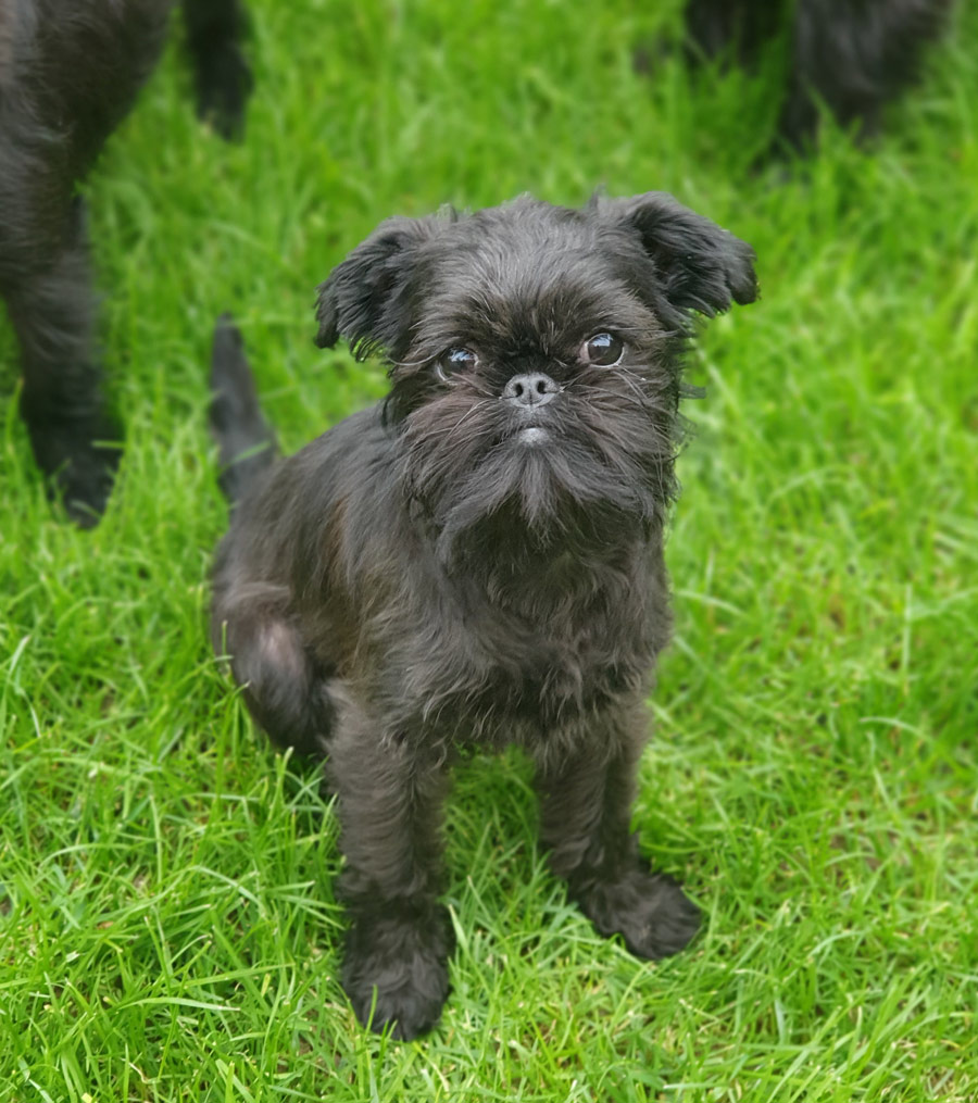 Griffon belge (Rubrum Solem Kennel)