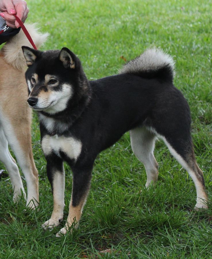 Shiba Inu (Rubrum Solem Kennel)