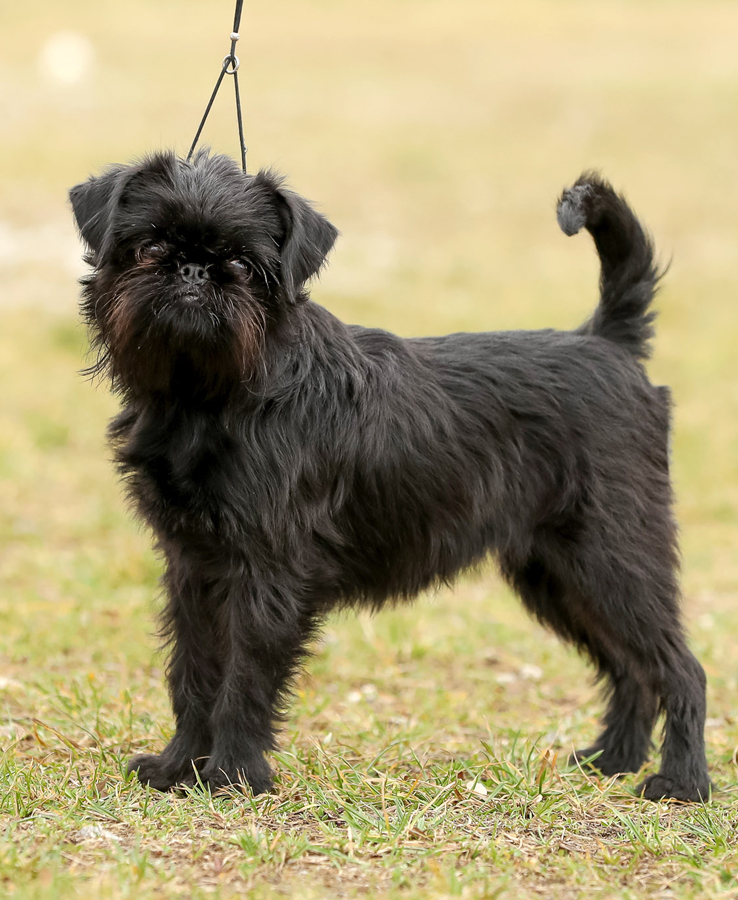 Griffon belge (Rubrum Solem Kennel)