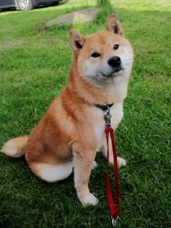 Beni Rubrum Solem Kennel (Shiba)