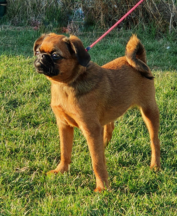 Petit Brabanson (Rubrum Solem Kennel)