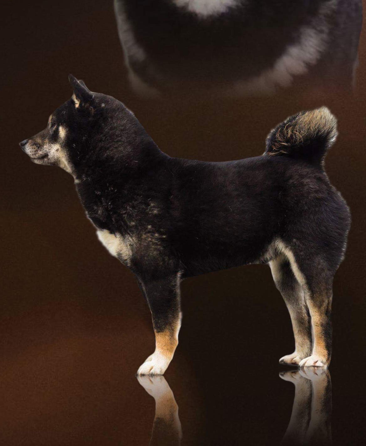 Beni Rubrum Solem Kennel (Shiba)